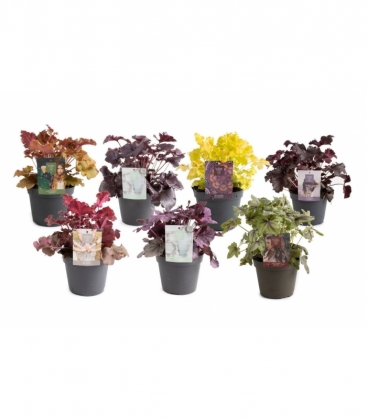 Heuchera