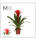 Guzmania