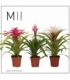 Bromelia