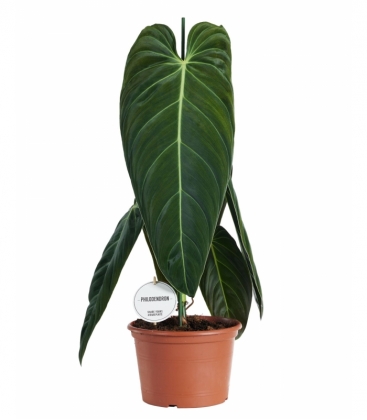Philodendron