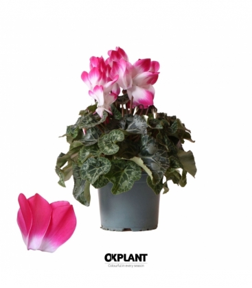 Cyclamen