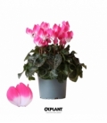 Cyclamen
