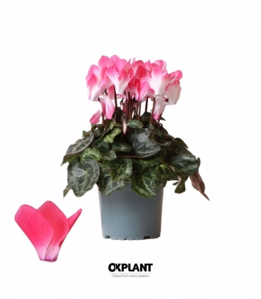 Cyclamen