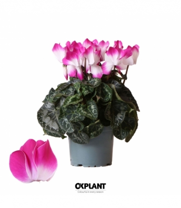 Cyclamen