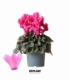 Cyclamen