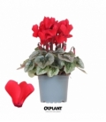 Cyclamen