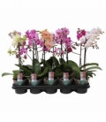 Phalaenopsis