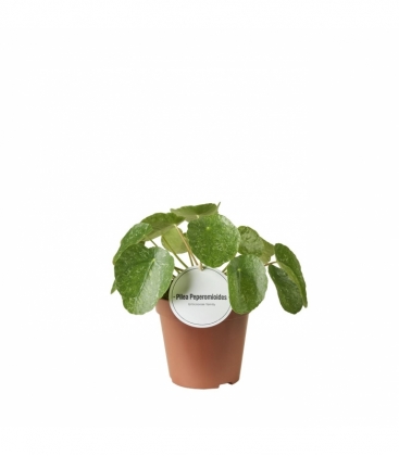 Pilea