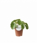 Pilea