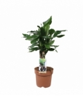 Dracaena