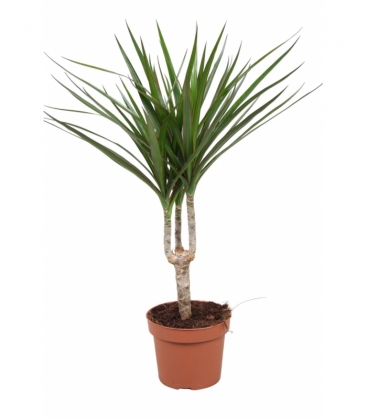 Dracaena