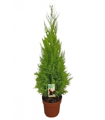 Cupressus