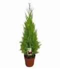 Cupressus
