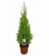 Cupressus