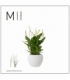 Spathiphyllum