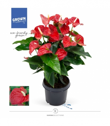 Anthurium