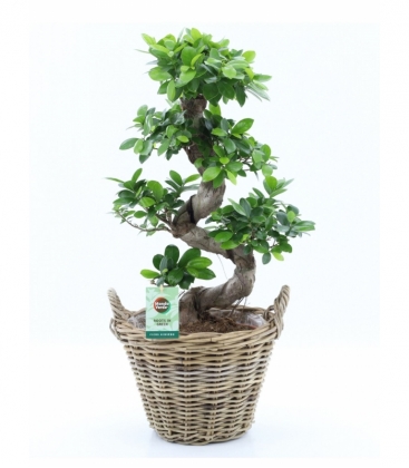Ficus