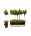 Cupressus
