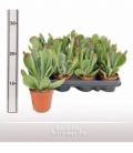 Kalanchoe