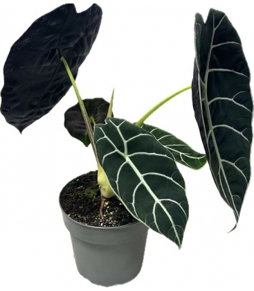 Alocasia