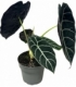 Alocasia