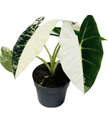 Alocasia
