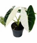 Alocasia
