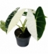 Alocasia