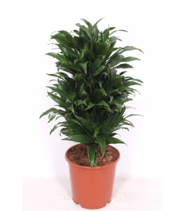 Dracaena