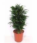 Dracaena