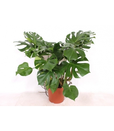 Monstera