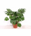 Monstera