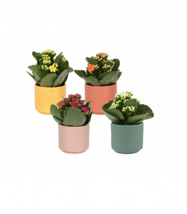 Kalanchoe