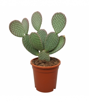 Opuntia