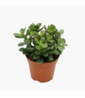Crassula