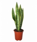Sansevieria
