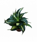 Sansevieria