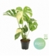 Monstera