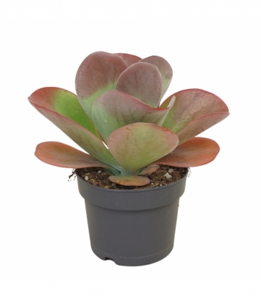 Kalanchoe