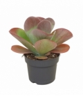 Kalanchoe