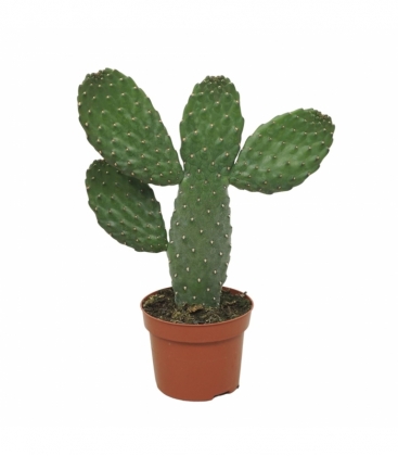 Opuntia