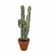 Euphorbia
