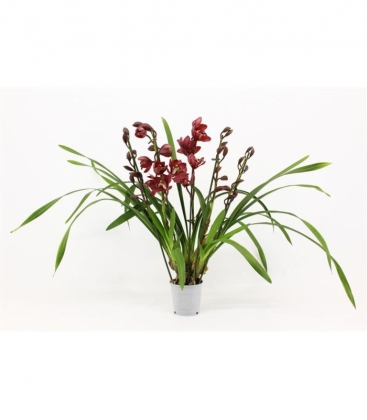 Cymbidium
