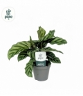 Calathea