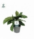 Calathea