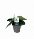 Calathea