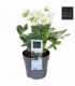 Helleborus