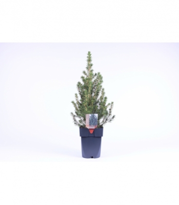 Picea
