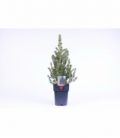 Picea
