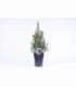 Picea